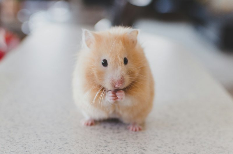 Mice vs Rats Identification
