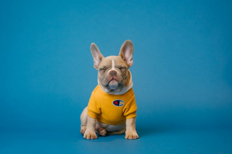Safe Pest Control for Pets and Children